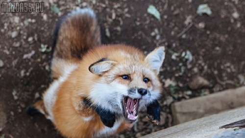 Минздрав: в этом году бешеных животных стало больше на 5,5%